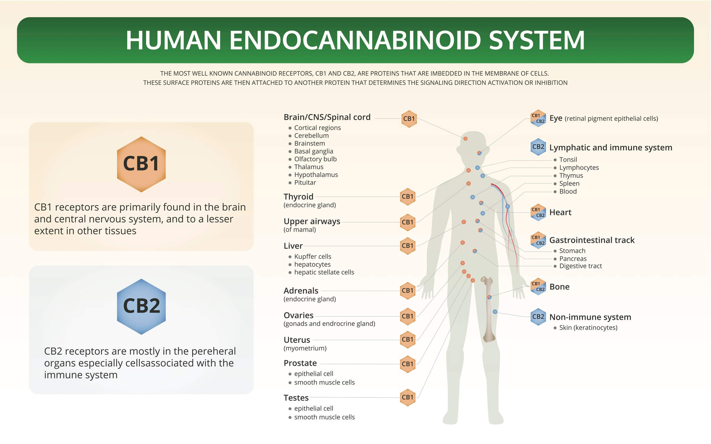 PCCC EDUCATION NIGHT: Cannabis and the Endocannabinoid System (ECS)
